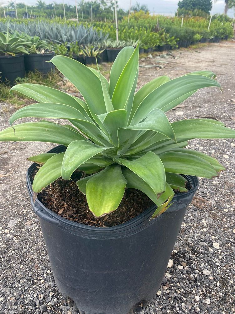 agave-attenuata-spineless-century-plant-soft-tip-agave