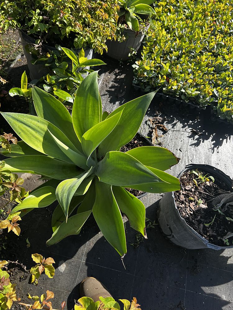 agave-attenuata-spineless-century-plant-soft-tip-agave