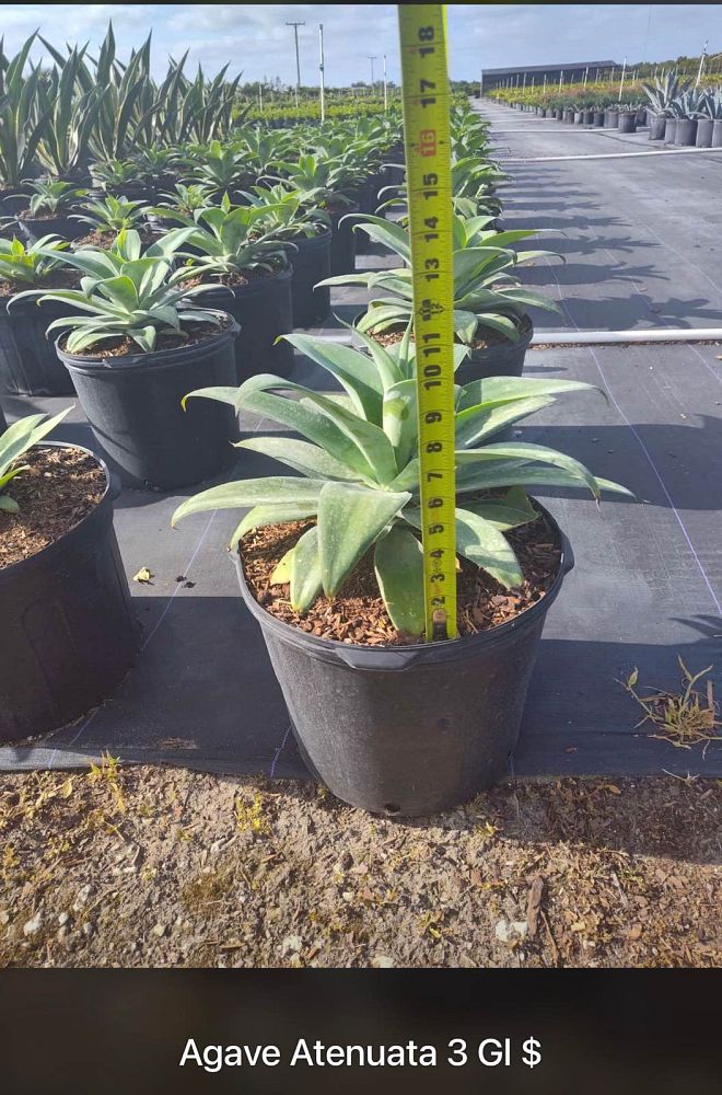 agave-attenuata-spineless-century-plant-soft-tip-agave