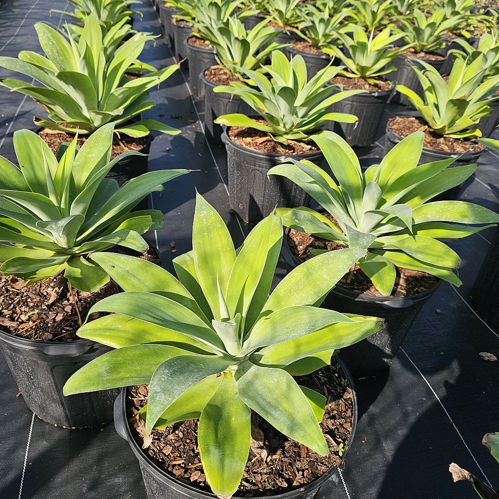 agave-attenuata-spineless-century-plant-soft-tip-agave