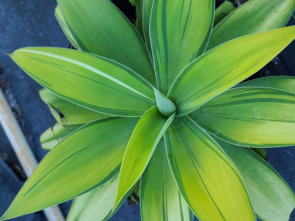 agave-attenuata-variegata-variegated-dragon-tree-agave-variegated-spineless-agave-variegated-foxtail-agave