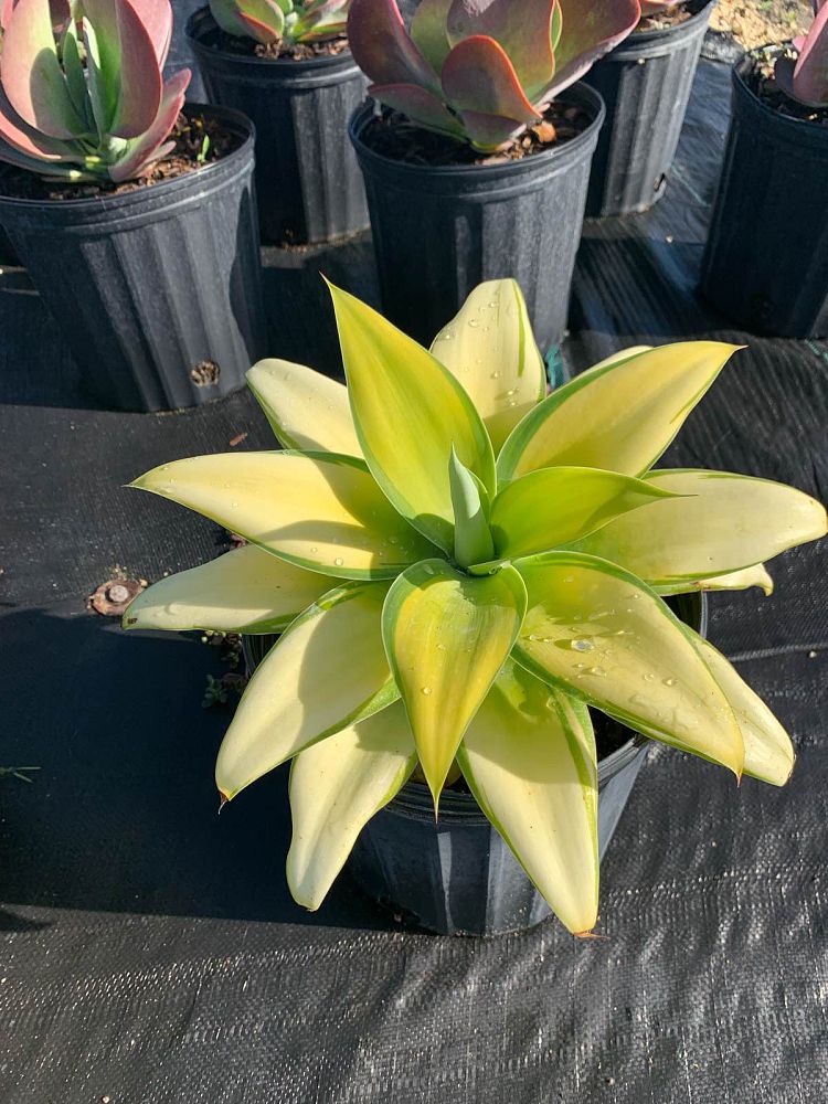 agave-attenuata-variegata-variegated-dragon-tree-agave-variegated-spineless-agave-variegated-foxtail-agave