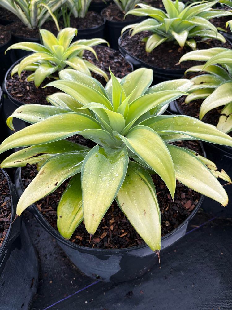 agave-attenuata-variegata-variegated-dragon-tree-agave-variegated-spineless-agave-variegated-foxtail-agave