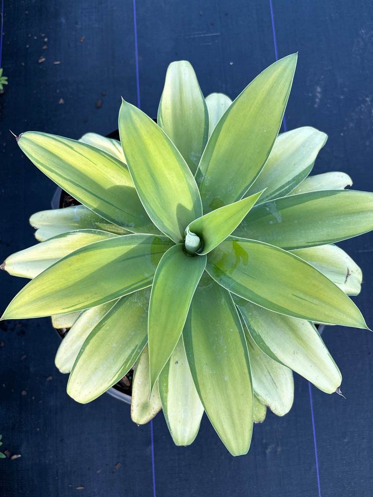 agave-attenuata-variegata-variegated-dragon-tree-agave-variegated-spineless-agave-variegated-foxtail-agave