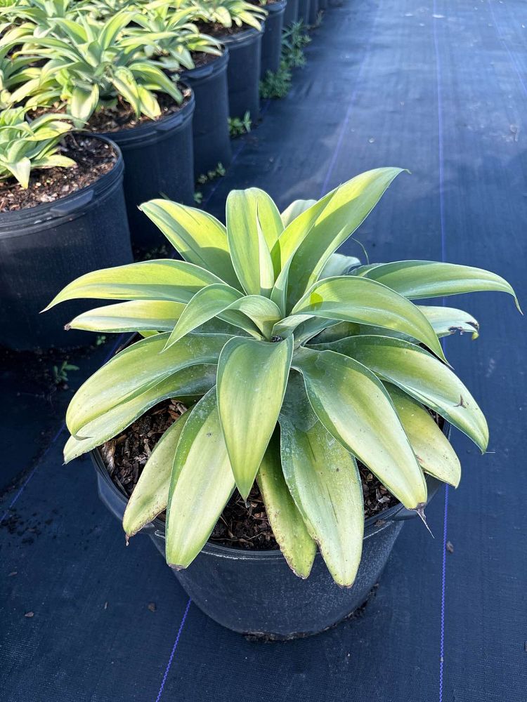 agave-attenuata-variegata-variegated-dragon-tree-agave-variegated-spineless-agave-variegated-foxtail-agave