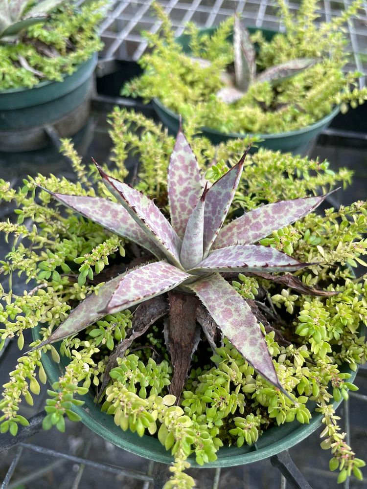 agave-bloodspot
