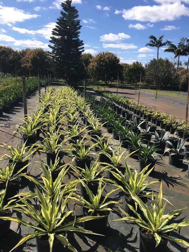 agave-blue-emperor