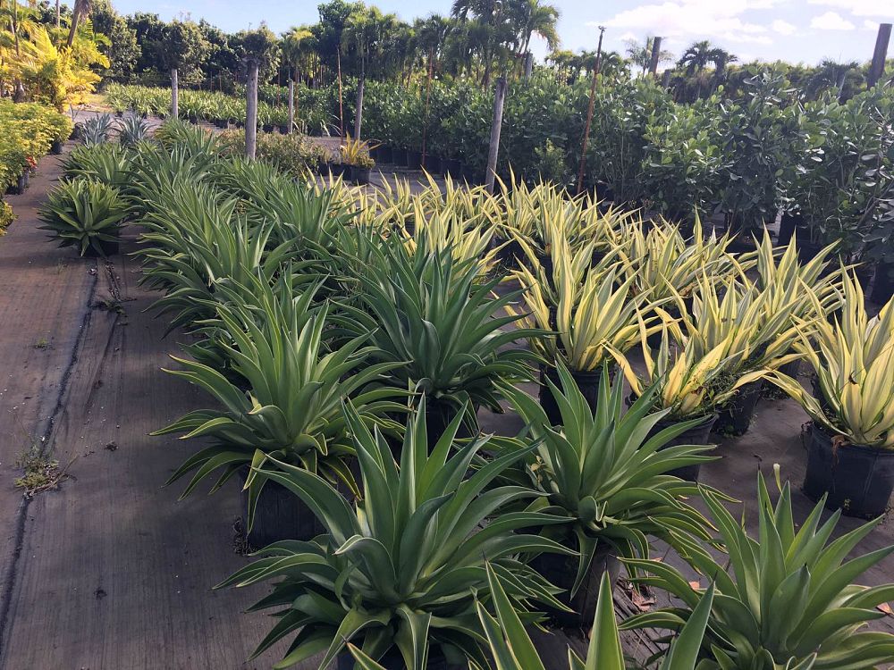 agave-blue-emperor