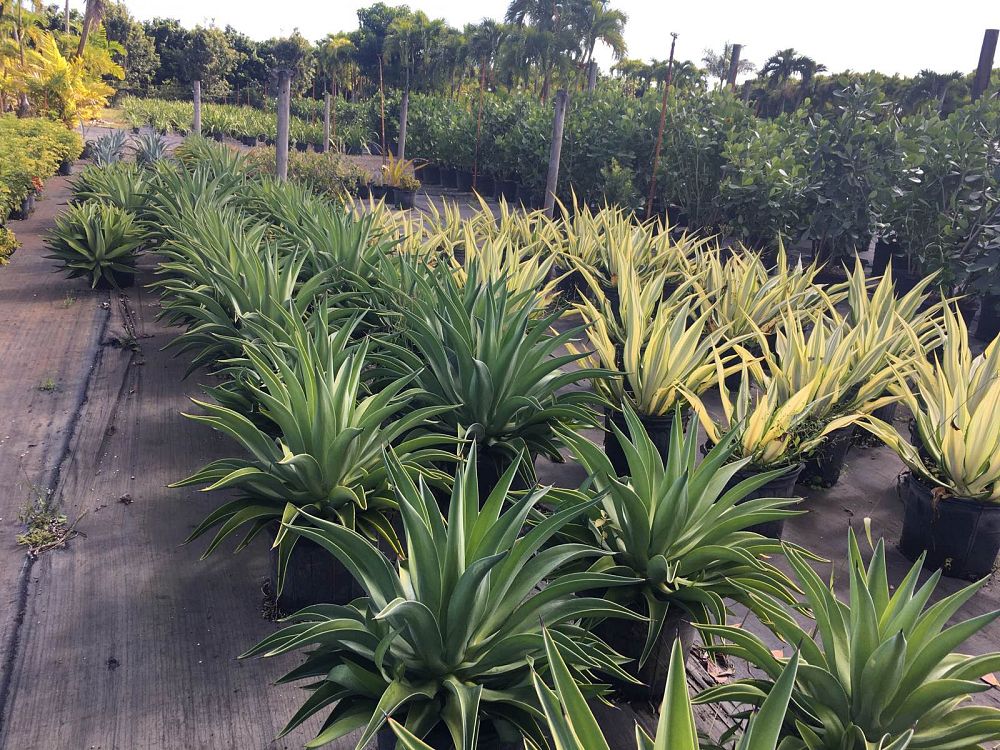 agave-blue-emperor