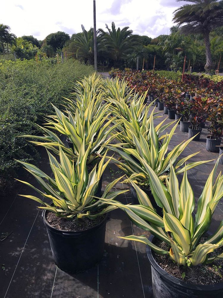 agave-blue-emperor