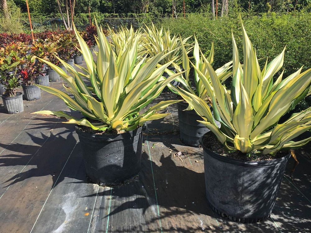 agave-blue-emperor