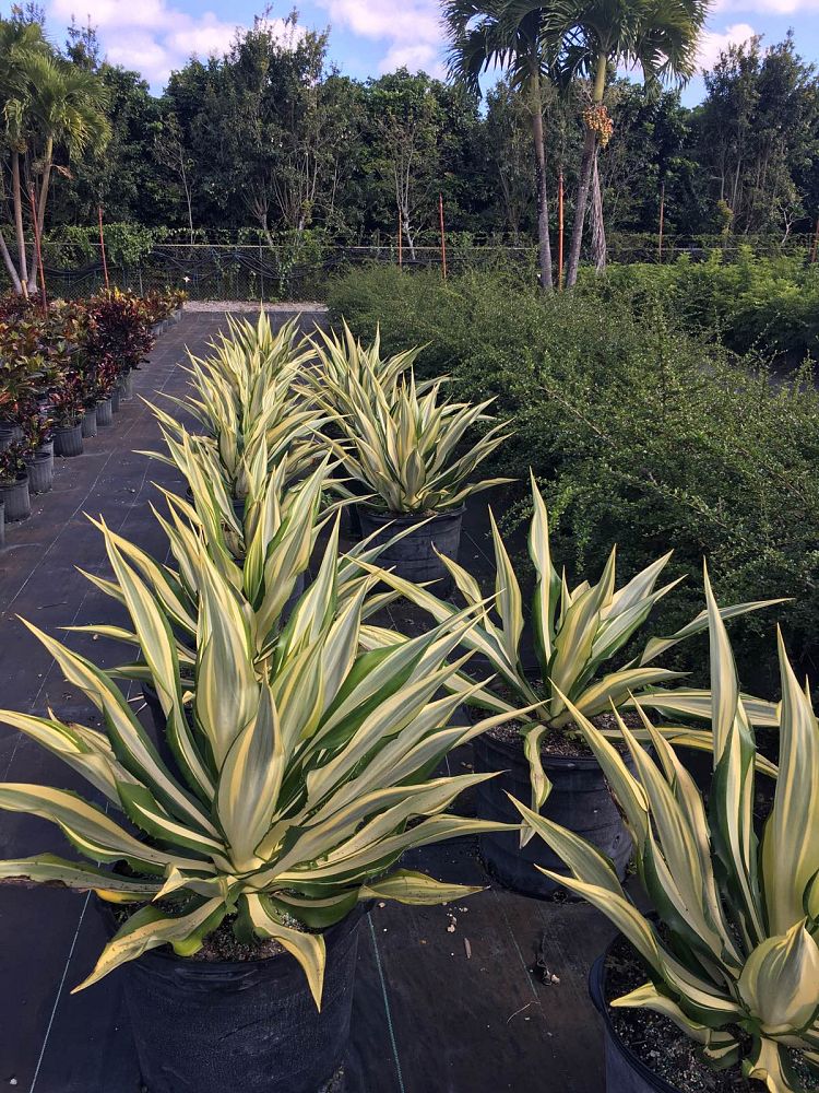 agave-blue-emperor