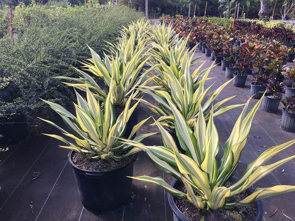 agave-blue-emperor