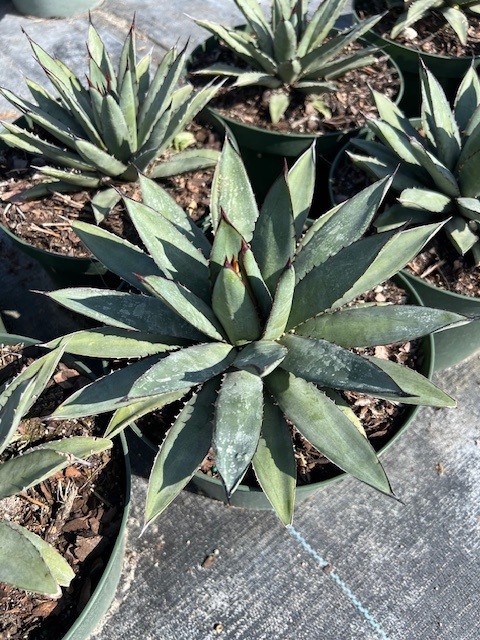 agave-blue-emperor