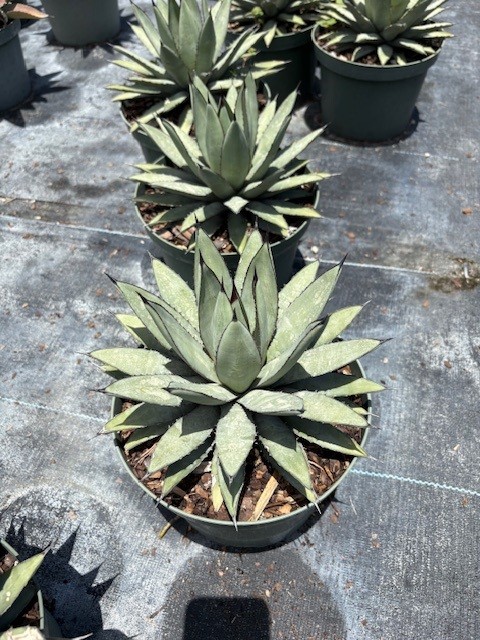agave-blue-emperor