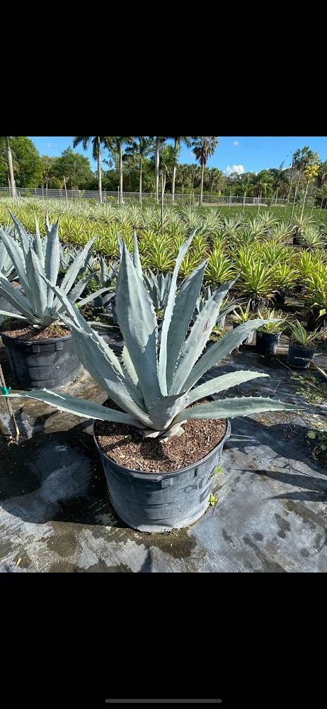 agave-blue-emperor