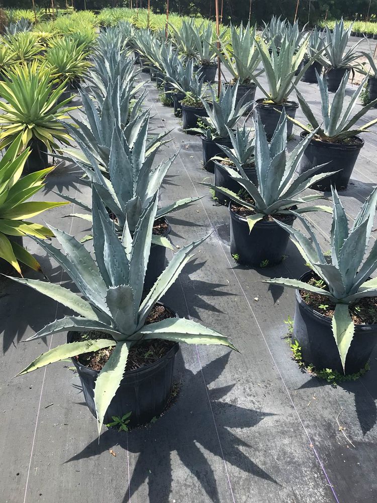 agave-blue-emperor