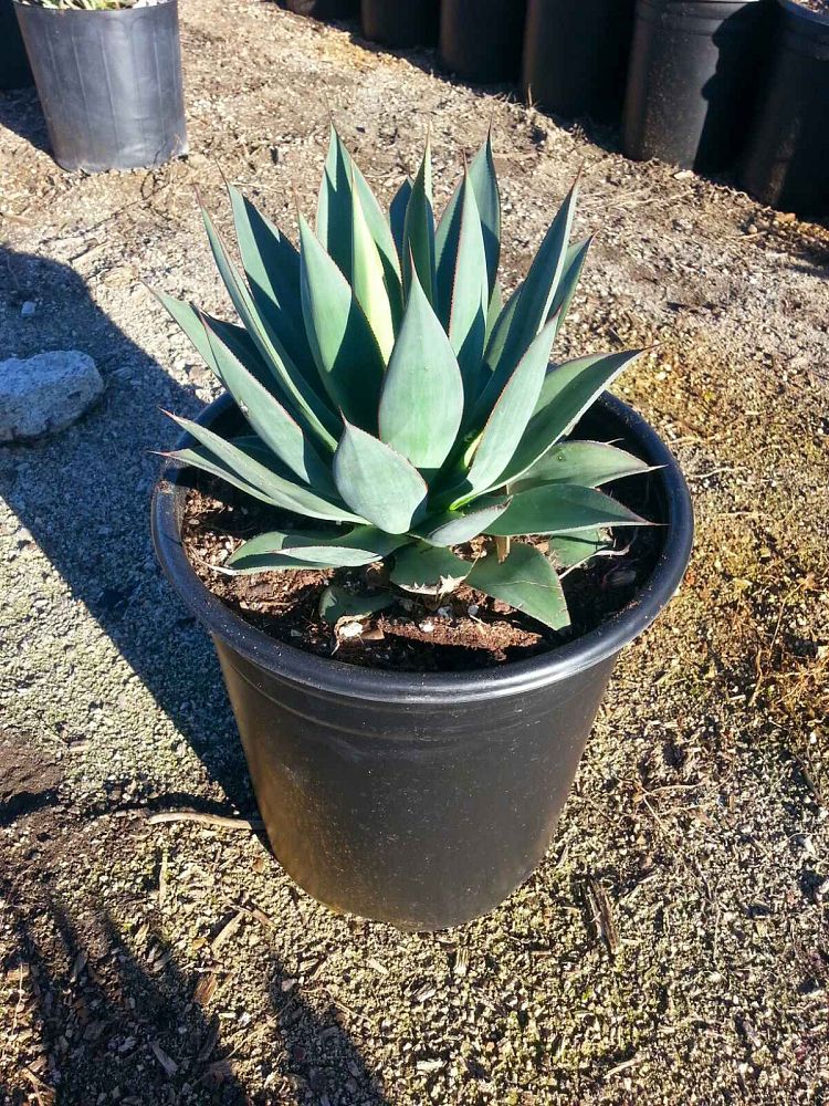 agave-blue-flame