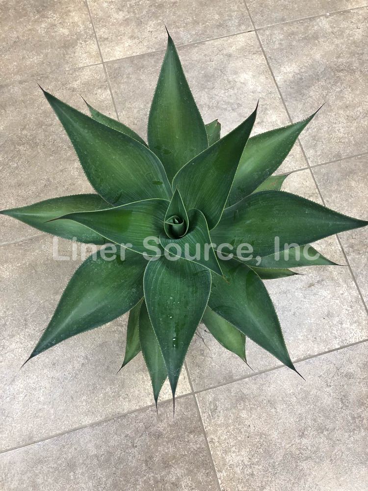 agave-blue-flame