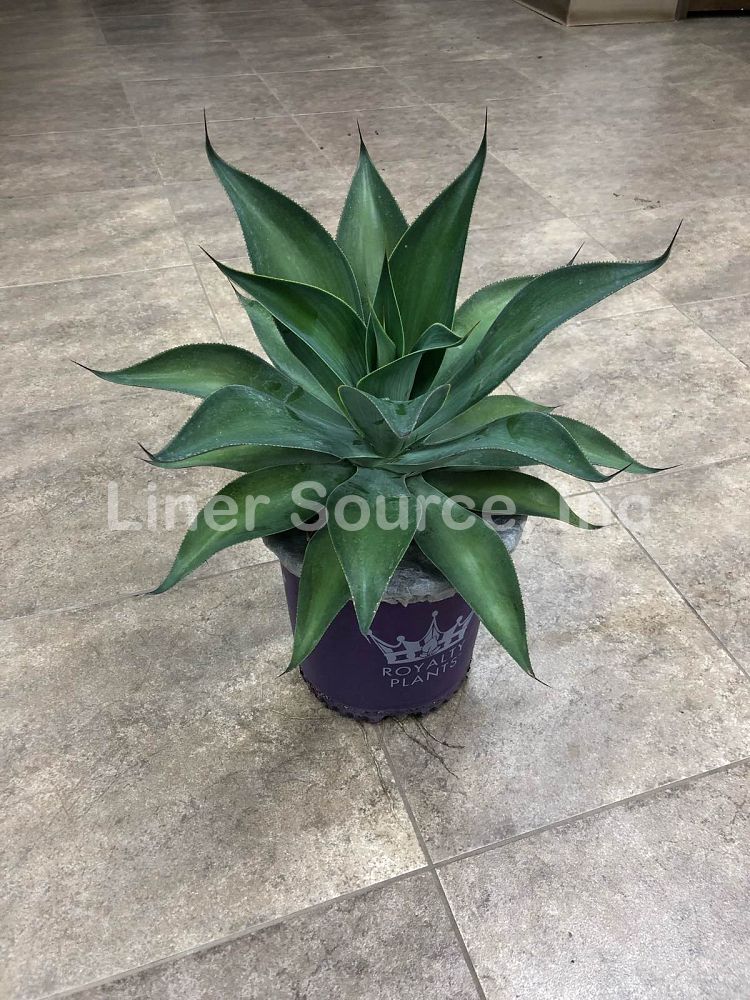 agave-blue-flame