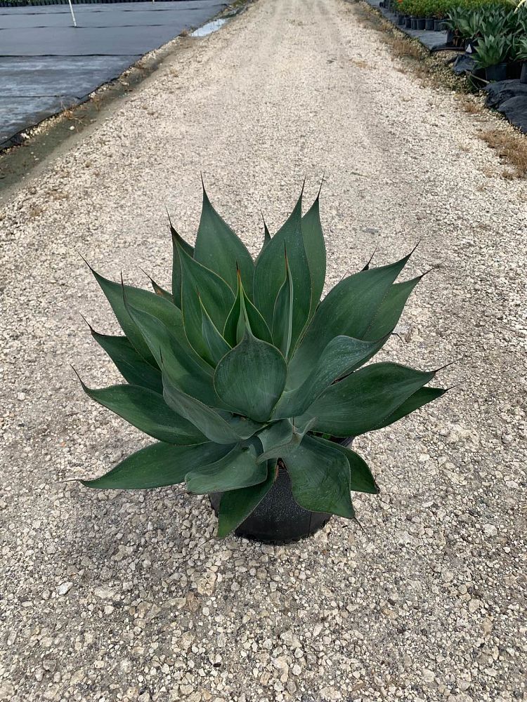 agave-blue-flame