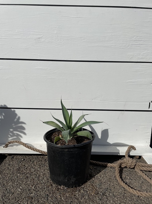 agave-blue-flame