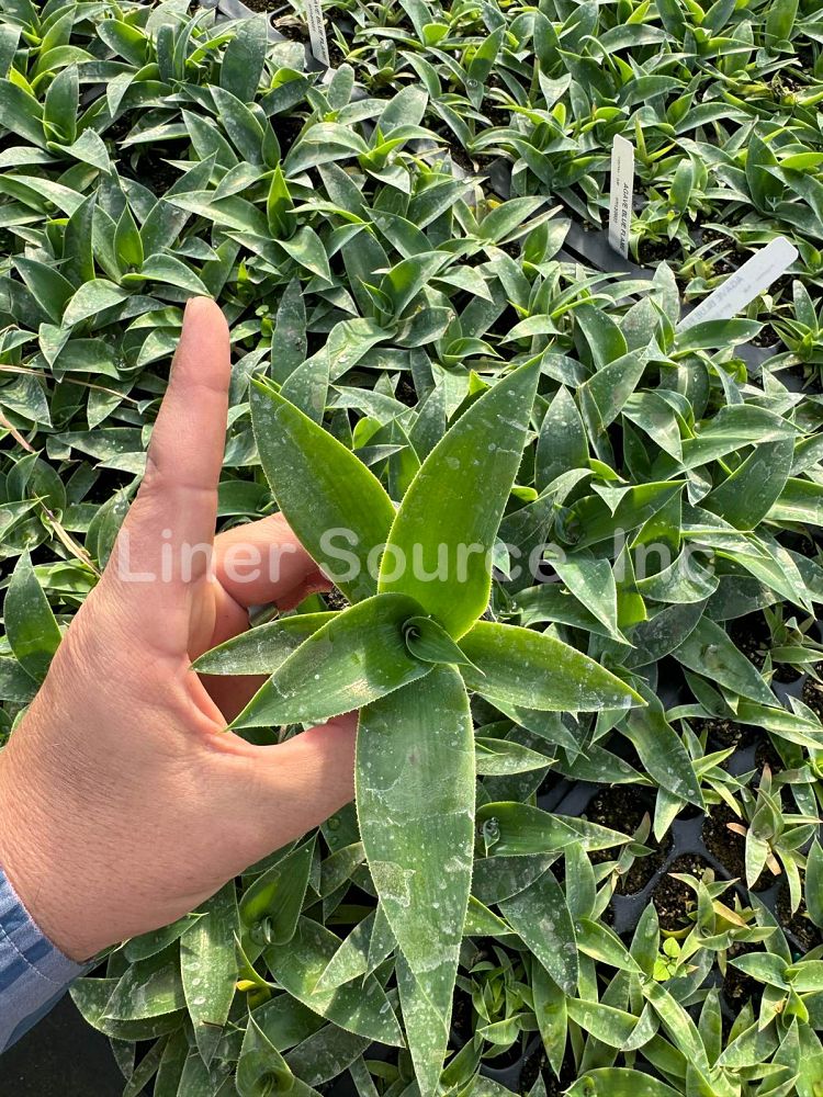 agave-blue-flame