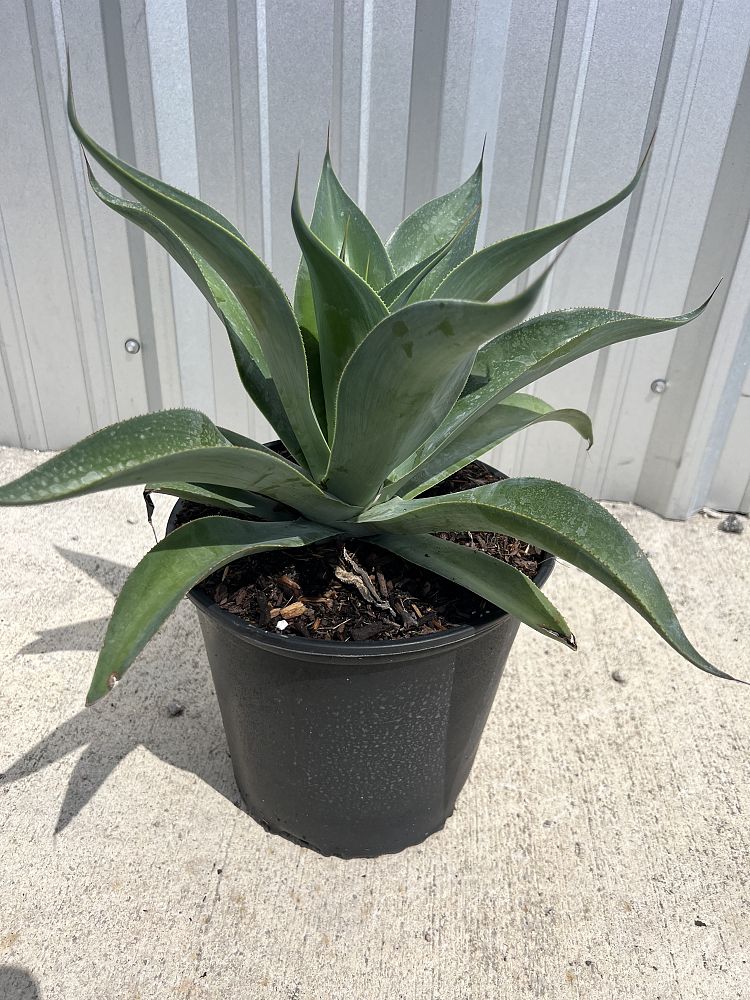 agave-blue-flame