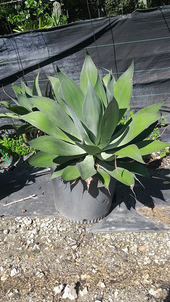 agave-blue-flame