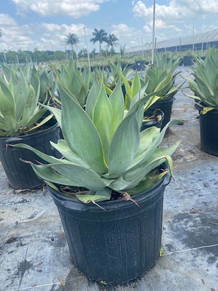 agave-blue-flame