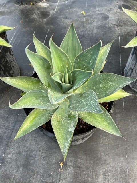 agave-blue-flame
