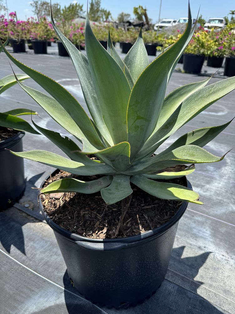 agave-blue-flame