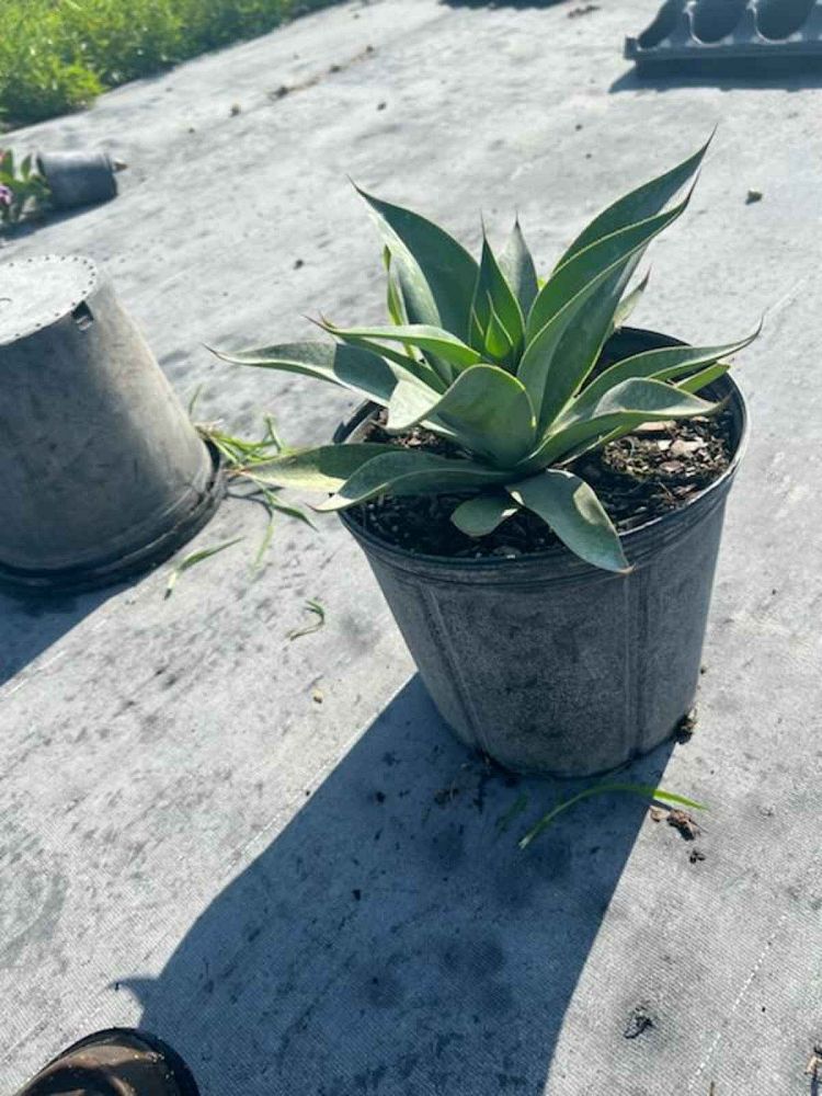 agave-blue-flame