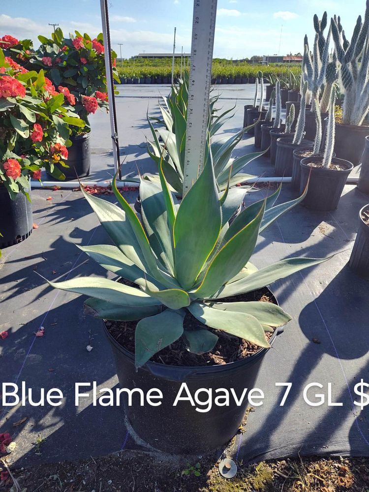 agave-blue-flame