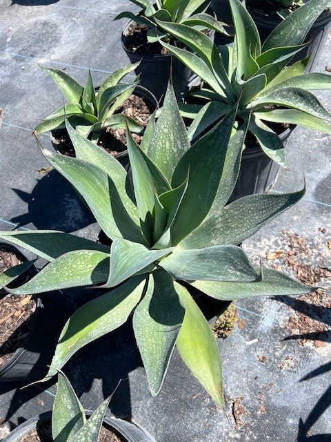 agave-blue-flame