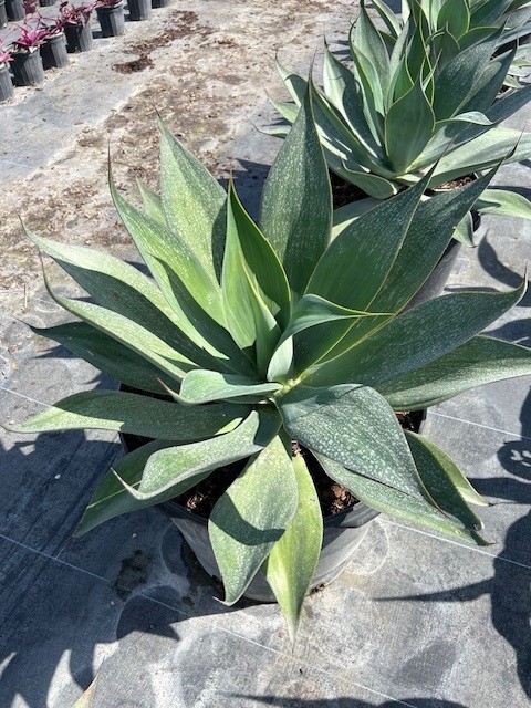 agave-blue-flame