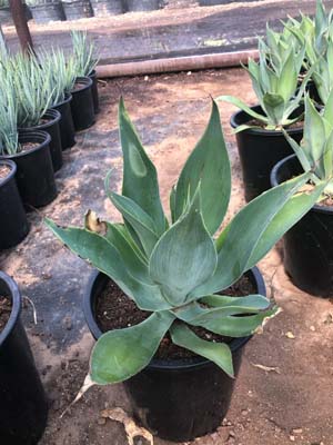 agave-blue-flame