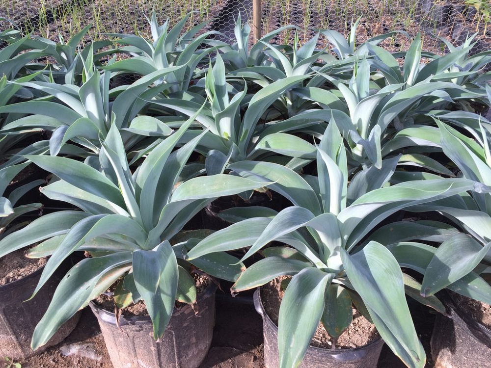 agave-blue-flame