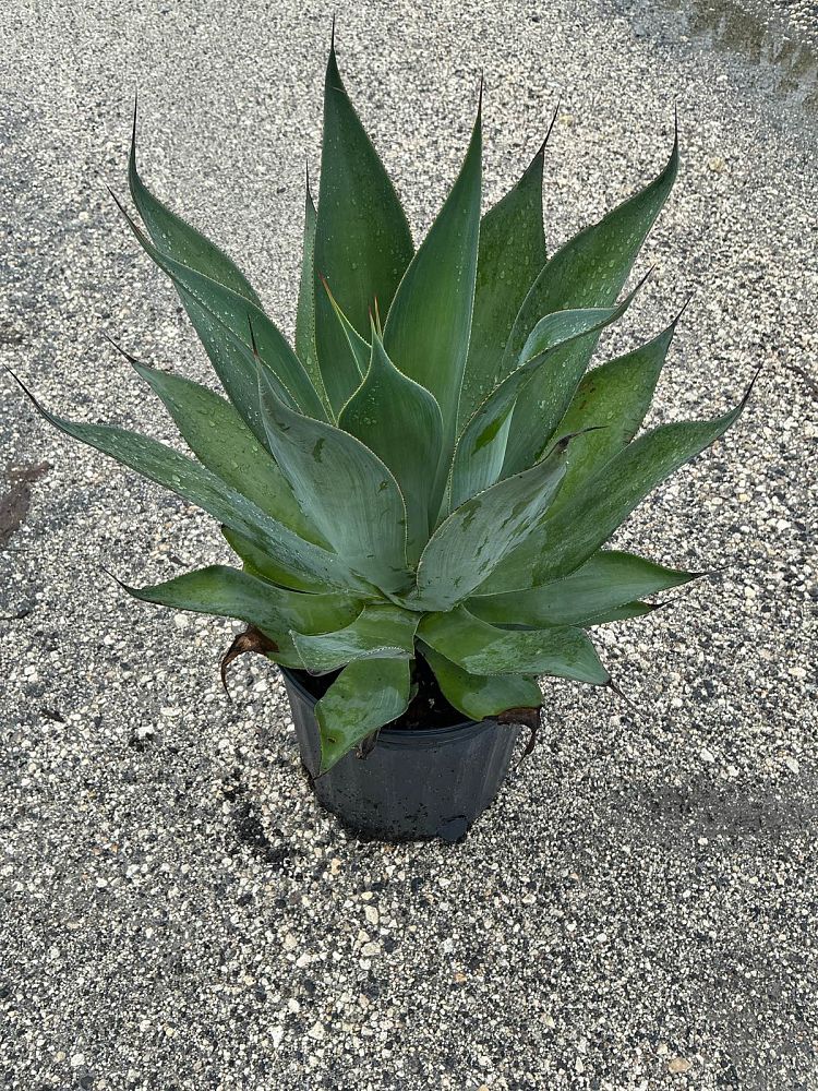agave-blue-flame