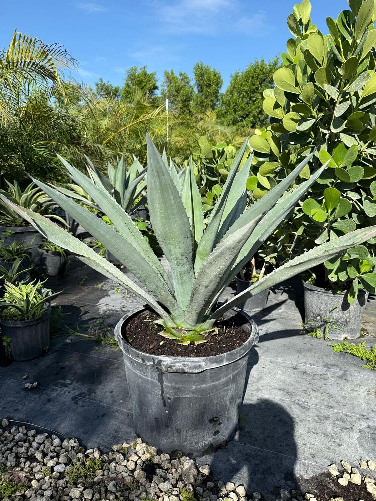 agave-blue-flame