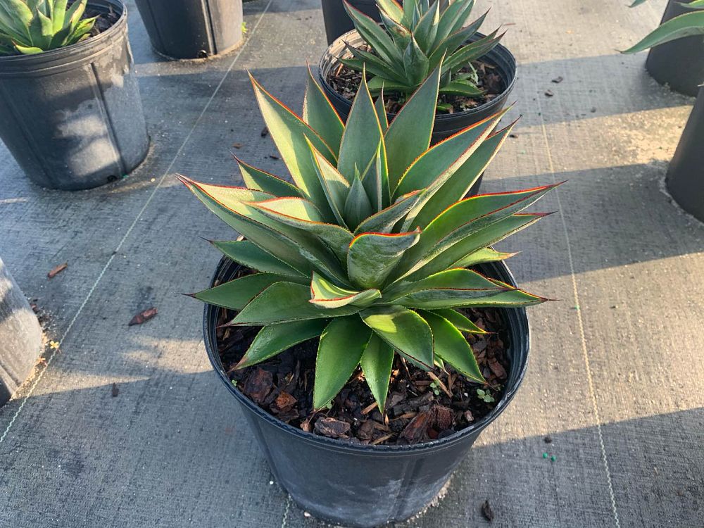 agave-blue-glow