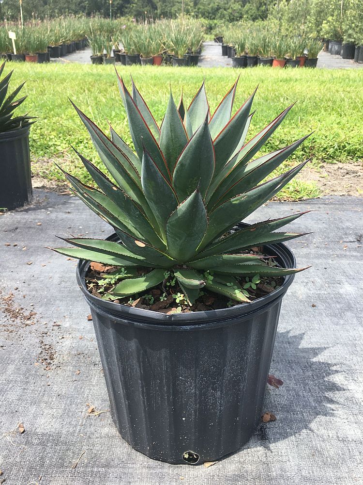 agave-blue-glow
