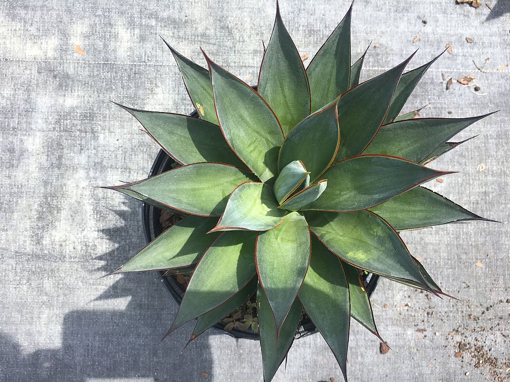 agave-blue-glow