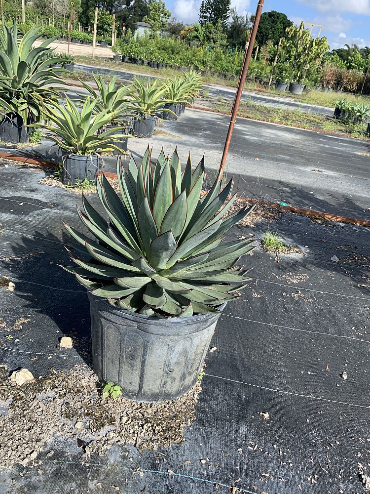 agave-blue-glow