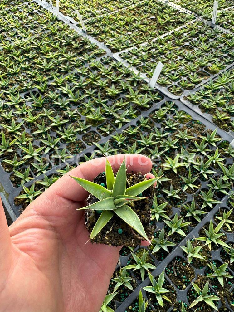 agave-blue-glow