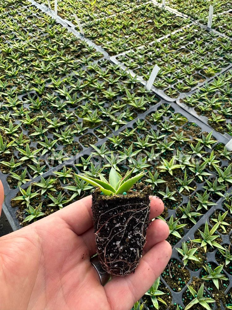agave-blue-glow
