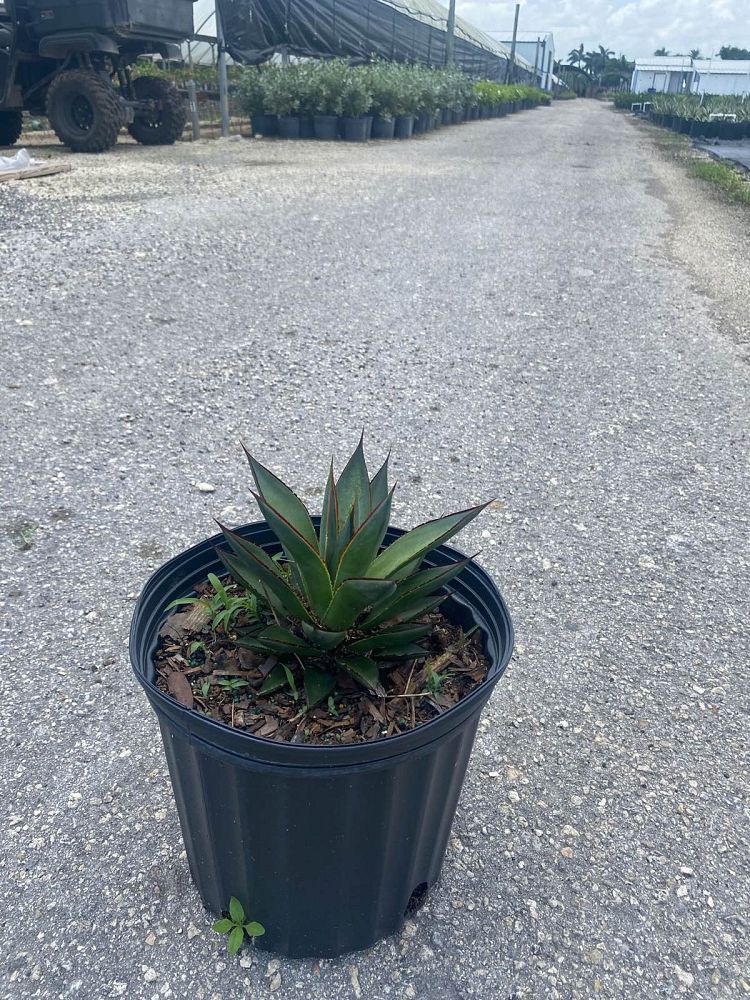 agave-blue-glow