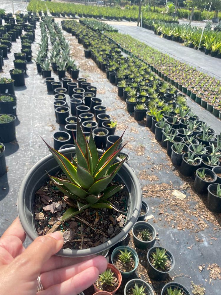 agave-blue-glow