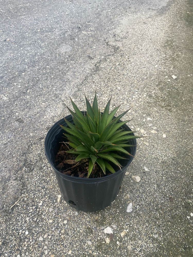 agave-blue-glow