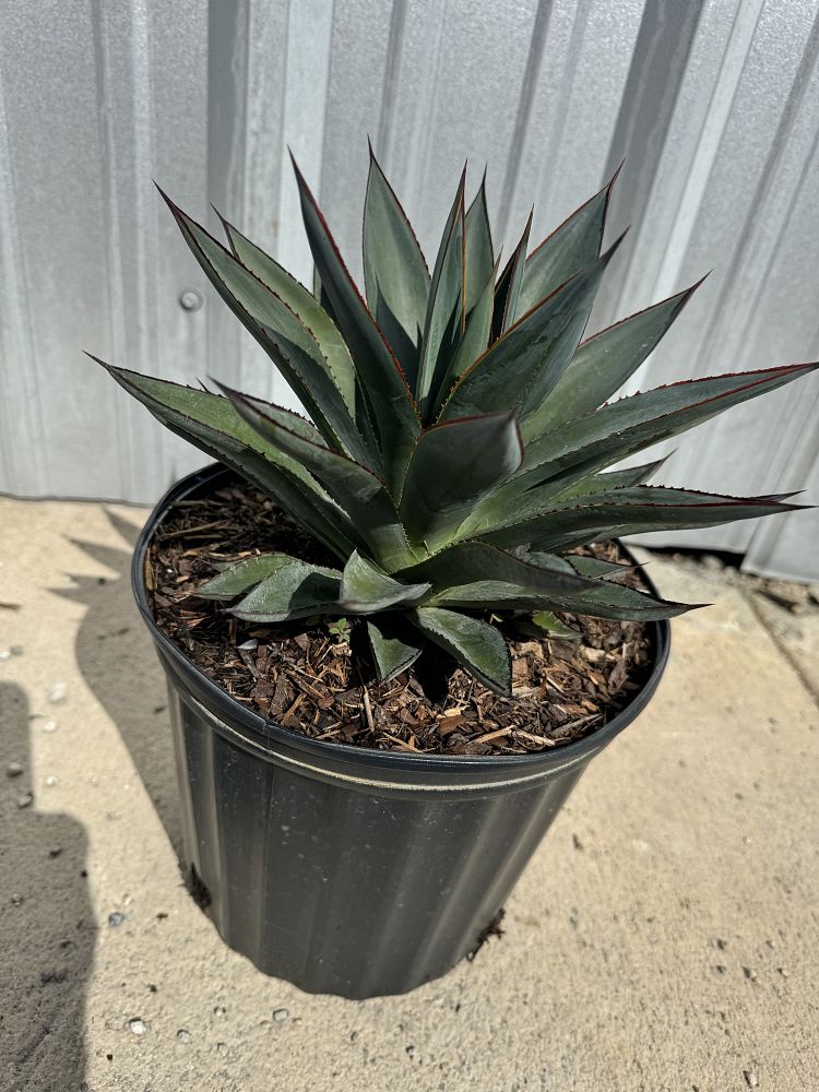 agave-blue-glow